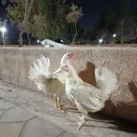 یک جفت مرغ و خروس سفید تخمگذار کلکسیونی