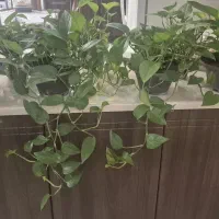 تعدادی پتوس،سانسوریا،نازیخی