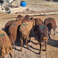بره ماده مناسب نگهداری