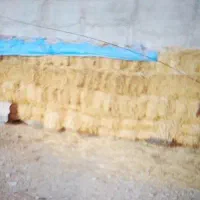 کاه گندم  قیمت 150