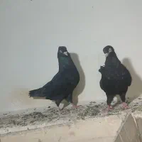 کبوتر زاغ