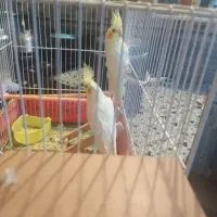 عروس هلندی 2عدد