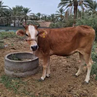 گستر چاق وگوساله ماده