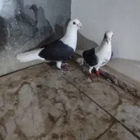 جفت پشت گراف
