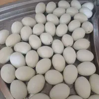 تخم مرغ پلاستیکی