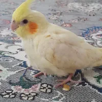 پرنده