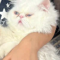 گربه پرشین