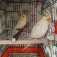 یه جفت لوتینو سالم و سرحال دستی