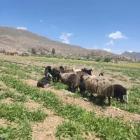 8. راس میش سوزوملحه