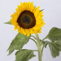 معلم خصوصی تدریس