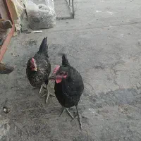 جوجه خروس ۲ ماهه