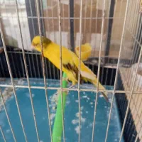 قناری وسهره دهن زن