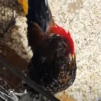 بالغ یوسل بلژیکی