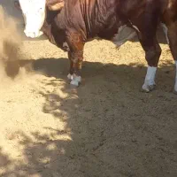 دو راس گوساله چاق
