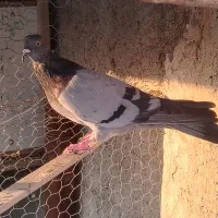 کبوتر اصفهانی طوقی و زینتی