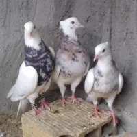 چند جفت کبوتر طوقی