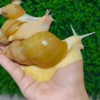 حلزون پرورشی