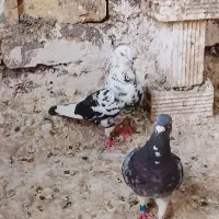 تعدادی کفترحسابی و یاهو