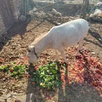 شیر الاغ