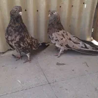 کبوتر سرور اتشی