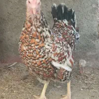 مرغ گلین به همراه ۴عدد جوجه گلین