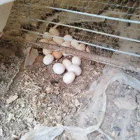تخم مرغ گلین اصل