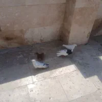کبوتر