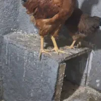 مرغ و خروس گلپایگان طاقچه