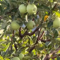 باغ ۱۰۰۰متری دالین