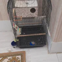 قفس فقط یک تمن کمتر راه نداره