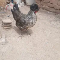 مرغ کاکلی زیبا