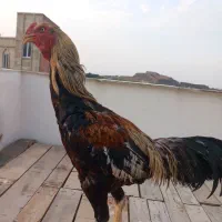 خروس مرغ لاری افغان