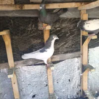 کفتر|پرنده|شیراز, شاه قلی بیگی|دیوار