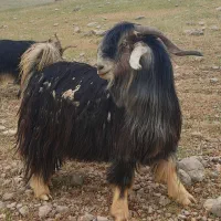 بهده‌‌ روزگاری شهرکردی دوبر