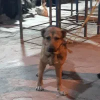 سگ نگهبان