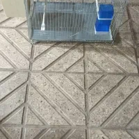 قفس فنچ و مرغ عشق