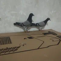 جفت کبوتر سبز