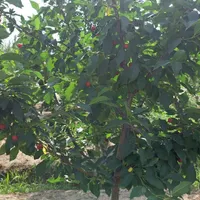 فروش زمین ۵۶۰ متری در شمس‌آباد|فروش زمین و ملک کلنگی|تهران, شمس‌آباد|دیوار