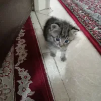گربه