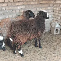 کر میش . میش نزایده جوان