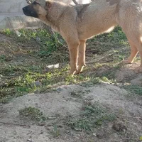 حیوانات