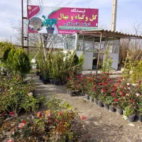 خریدفروش گل و گیاه و درختان بمدیریت اکبرقنبرزاده