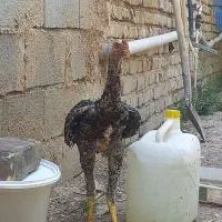 اوشامو
