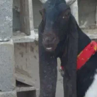 نژاد پاکستانی ین دوماهه یا سه ماههاشمیخام