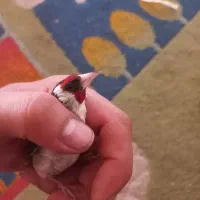 2تا سهره دونه ۳۵۰۰