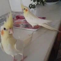 عروس هلندی جوجه بهترین موقه سخنگو کردن