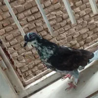 کفتر سوسک دم سفید پرشی