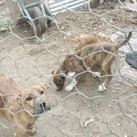 فروش توله خوشگل موشگل
