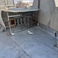 کبوتر ماده