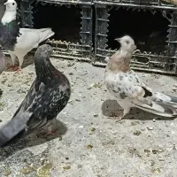 کبوتر رنگی
